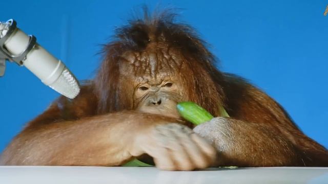 20.000 KALORIÍ ZA 24 HOD - CHALLENGE! *Rekord* смотреть онлайн