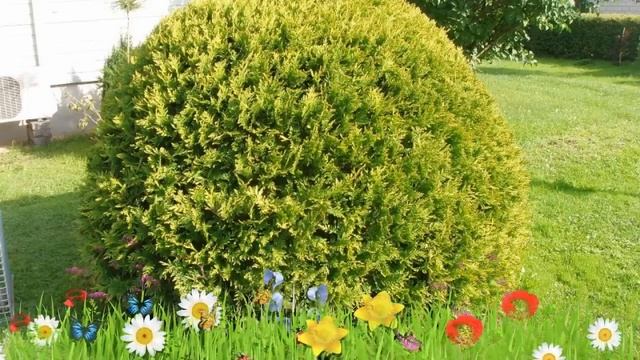 Туя западная Голден Глоб ? Обзор: посадка и уход. крупномеры, саженцы туи: описание и особенности