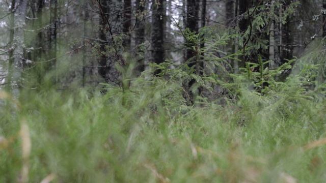 Helios 44-2. Photo Walking. Nature of Karelia. #photography смотреть онлайн