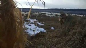 Маскировка для охоты на гуся#охотанагуся