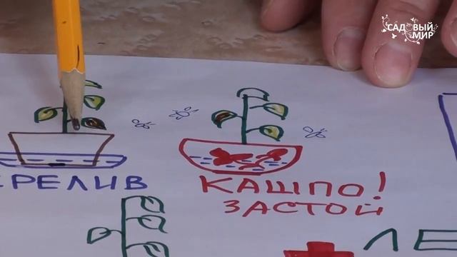 Как поливать комнатные цветы смотреть онлайн