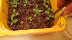 Астра. Посадка, пикировка вместе! 17.02.19