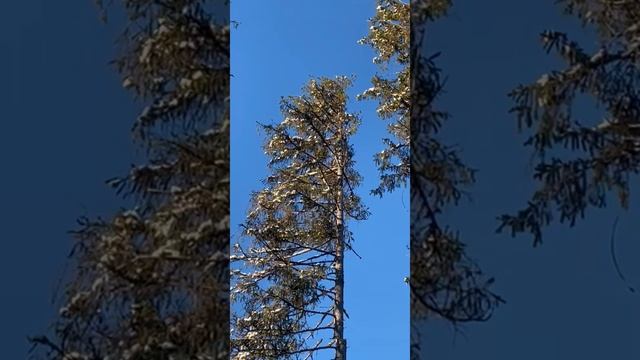 Белки на дереве.mp4