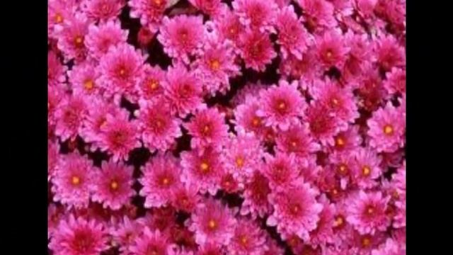 Дарю тебе цветы !!! смотреть онлайн