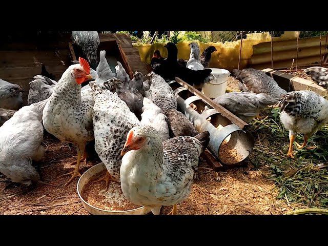 Какие куры ЛУЧШЕ - породистые или помесные? смотреть онлайн