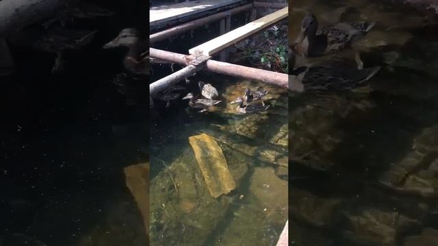 Дикая утка привела утят подкормиться. смотреть онлайн