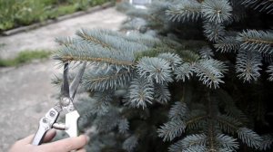 Как правильно обрезать голубую ель (малая обрезка)