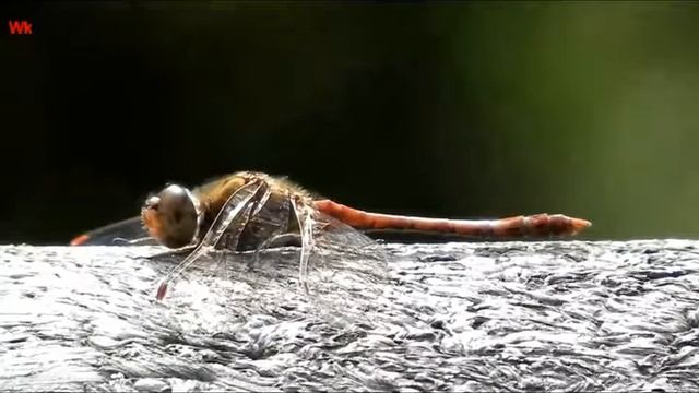 Самец „Стрекоза кроваво-красная“ (нем. Männlich Blutrote Heidelibelle) (анг. Male Bloodred Darter) смотреть онлайн
