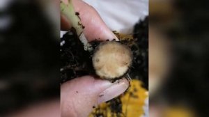 Спасение деток спатифиллума  сорта сенсация.