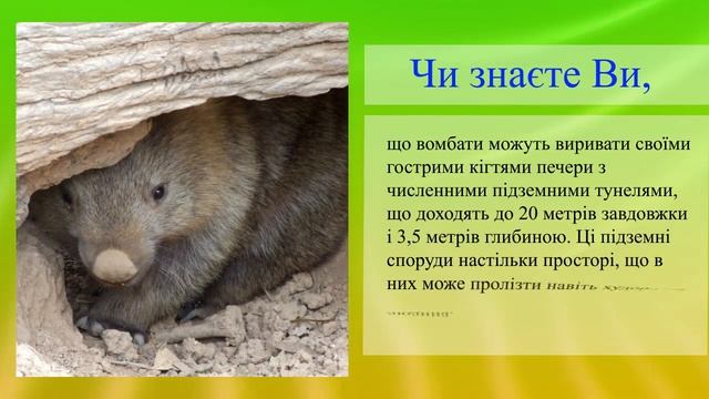 Удивительные животные. Вомбат смотреть онлайн