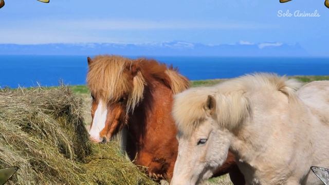 Horse: Wild Horse Islands | Horse Racing | Beautiful Horse | White Horse | Ghoda | Solo Animals смотреть онлайн