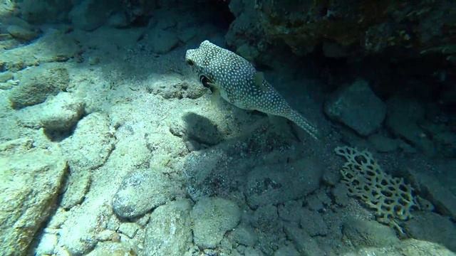 Red Sea Part 2. Красное море часть 2. 紅海部分2. смотреть онлайн
