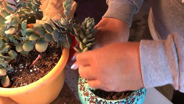 Overgrown Kalanchoe Marnieriana In Planter Re-Do