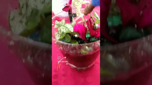 Mini jardim com fitonias, peperomia e iresine. 💜 смотреть онлайн