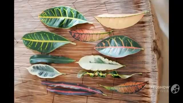 Цветы Кодиеум (Codiaeum flower) смотреть онлайн