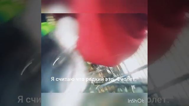Окрасы шиншилл ( старый ролик ) смотреть онлайн
