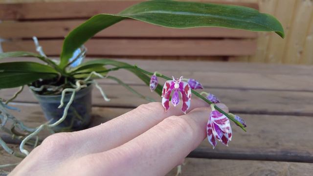 Phalaenopsis mariae: Die atemberaubende Schönheit dieser natürlichen Orchideenform смотреть онлайн
