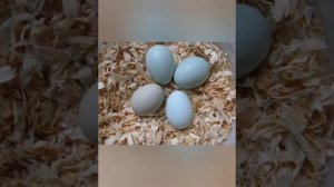 Араукана порода экзотических кур несущих голубые яйца