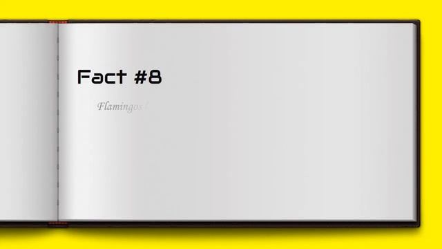 Flamingo Facts For Kids - All Information Habitat and Can flamingos fly? смотреть онлайн