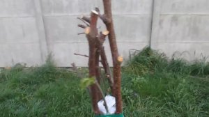 Прививка шелковицы за кору - результат 2018