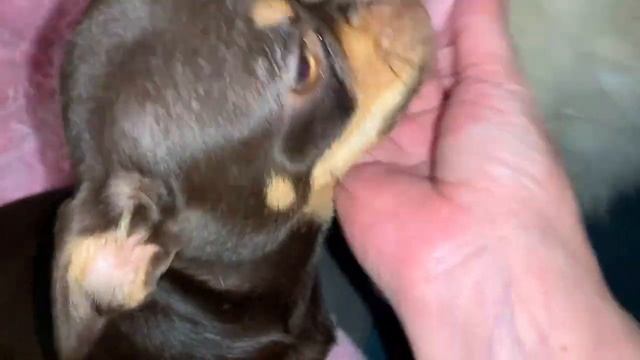 Всем спокойной ночи и самых сладких снов. смотреть онлайн
