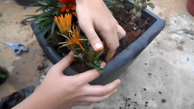 Tudo sobre as gazanias e como plantar! смотреть онлайн