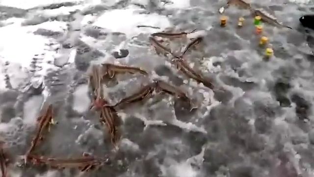 Ловля осетор Три Пескаря Лыткино зимняя рыбалка смотреть онлайн