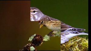 Питание птиц в природе