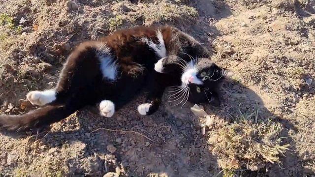 ВЛОГ : свиньи гуляют ПОСЛЕДНИЙ  раз/Первый ПОЛЕЗНЫЙ суп/Закупила БОЛЬШУЮ партию яйца
