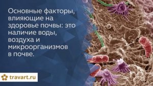 Польза дождевых червей. Как повысить плодородие почвы. ТРАВАРТ 2705