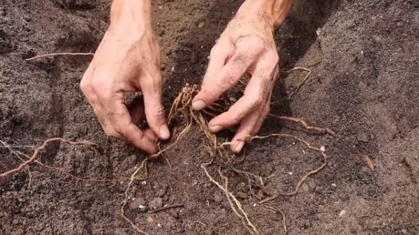 How to Grow Asparagus, Complete Growing Guide