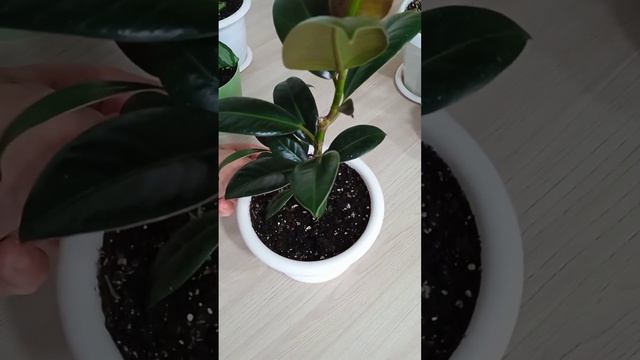 Моя коллекция фикусов?❤️ смотреть онлайн