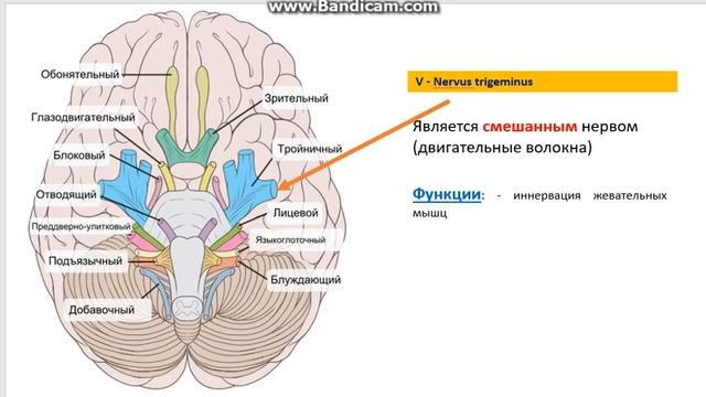 Лекция№1. ЧМН (Введение)Неврология и нейрохирургия. Курс лекций. смотреть онлайн