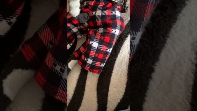 Как быстро сшить кота? ?⬛ ? своими руками,мягкая игрушка смотреть онлайн