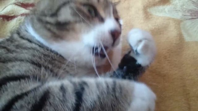 Мой кот идиот ест зубочистки смотреть онлайн