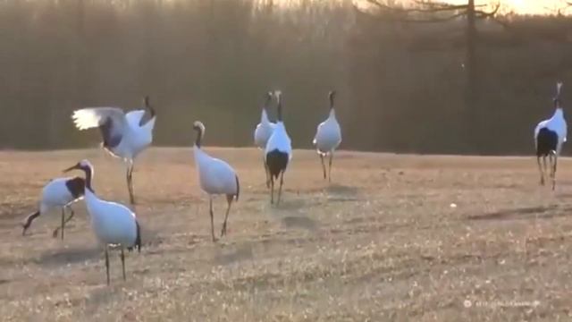 Легенда о священной птице Стерх смотреть онлайн