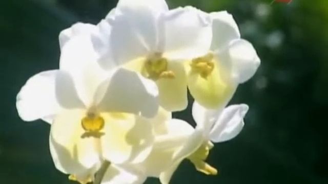 Карибские сады_Jamaica смотреть онлайн