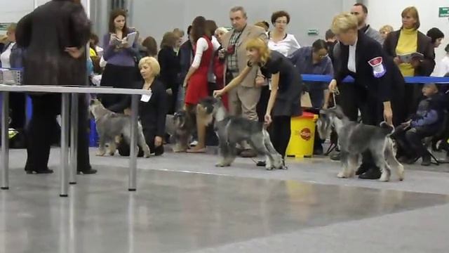 Моно в рамках Россия-2011. Кобели Чемпионы смотреть онлайн