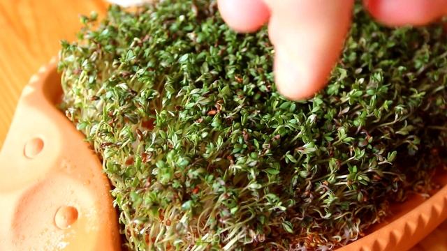 Проращивание кресс-салата в глиняном ёжике смотреть онлайн