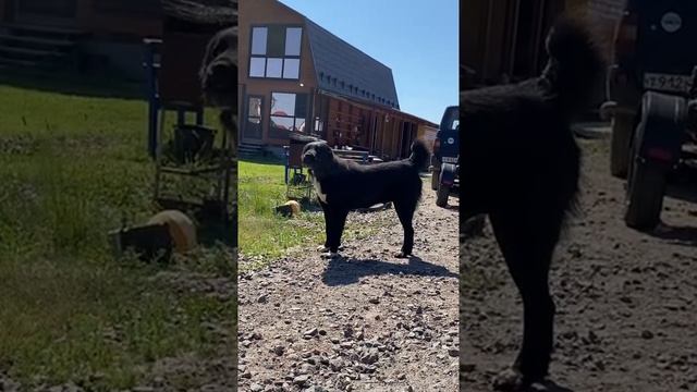 САО, алабай, чёрный азиат, щенки сао, среднеазиатская овчарка, вязка Газван, Санкт-Петербург смотреть онлайн