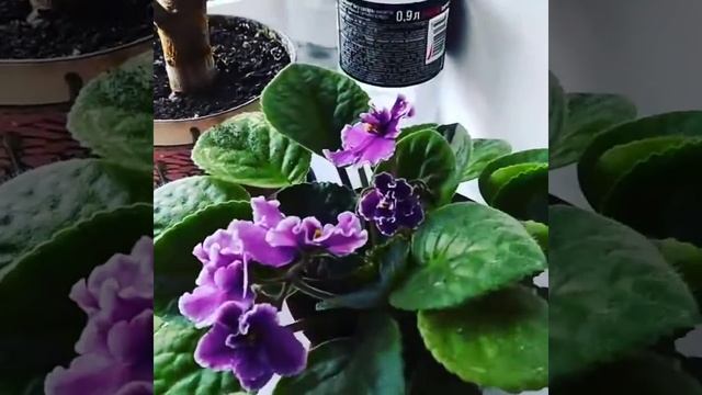#фиалки#комнатныецветы#уход#красотанаподоконике смотреть онлайн