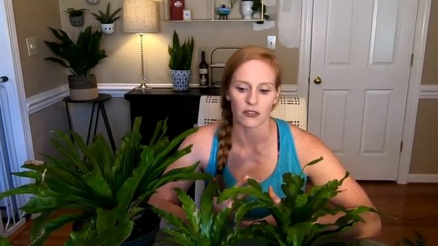 Houseplant Tour 2018, Part 3 || Fern Collection || Selloum Philodendron смотреть онлайн