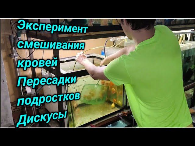 Эксперимент смешивания кровей Дискусов и работа с мальком смотреть онлайн