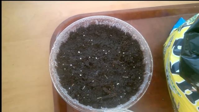 Выращивание георгин из семян смотреть онлайн