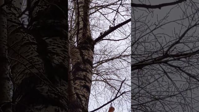 выслеживание дятла в лесу смотреть онлайн