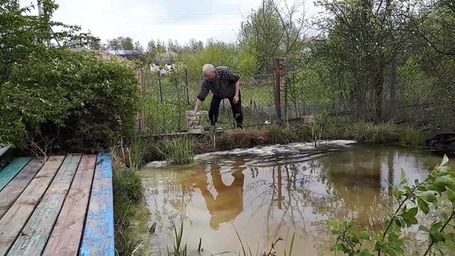 Добавка извести в пруд. Добавляем известь в пруд. Известкование пруда. Как сделать пруд прозрачным. смотреть онлайн