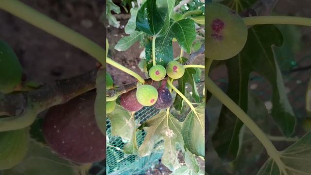 Плодородный край плодородит во всю именно сейчас, мы на даче, что собираем? смотреть онлайн