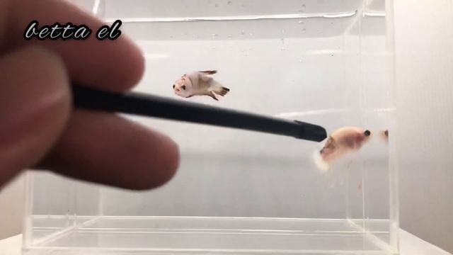 HASIL KAWIN SILANG ORANGE SOLID X FCCP, JADINYA KAYAK GIMANA?? смотреть онлайн