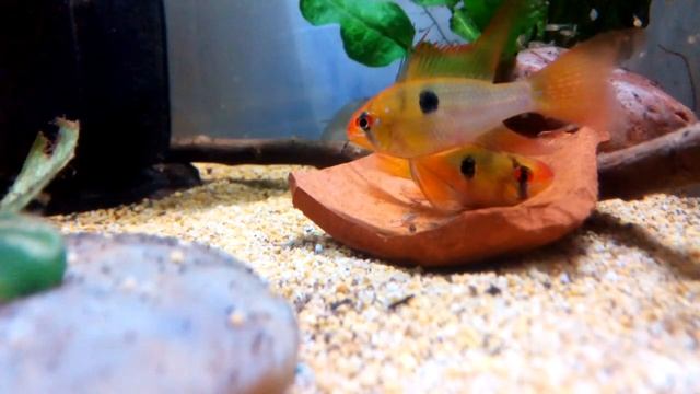 Zucht Mikrogeophagus Ramirezi, Rams breeding, Нерест апистограмм рамиреза смотреть онлайн
