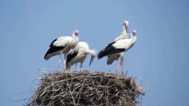 белые аистята смотреть онлайн